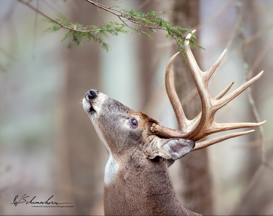 Wildlife Photography Gallery Image