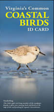 Coastal Birds ID Card