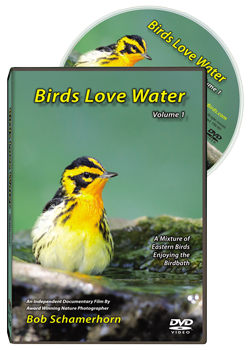 DVD Birds Love Water