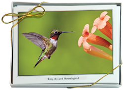 iPhotoBirds Note Cards