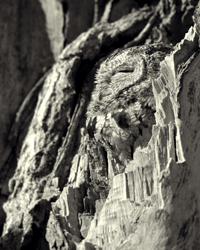 PANORAMIC PRINTS