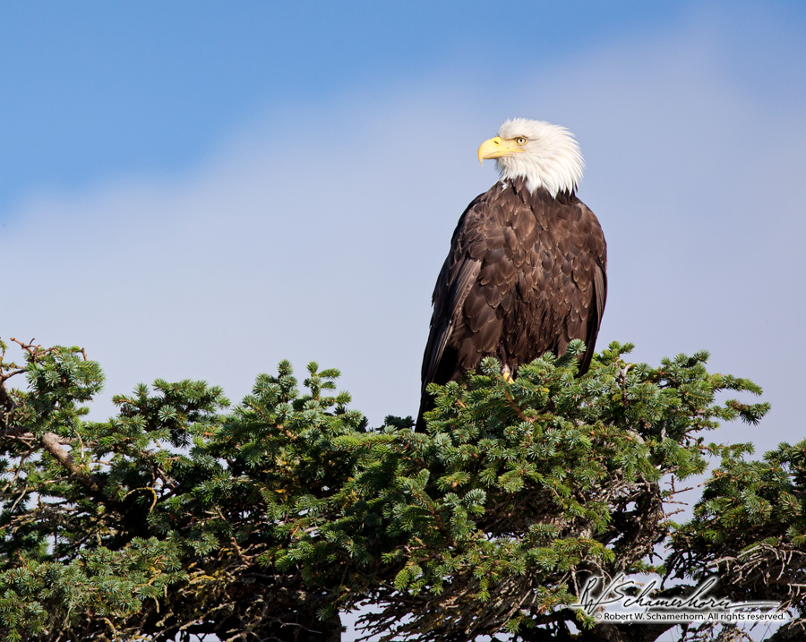 Wildlife Photography Gallery Image