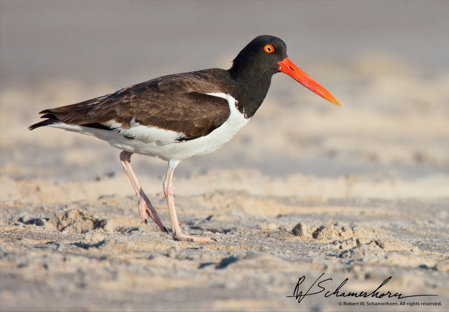 Wildlife Photography Gallery Image
