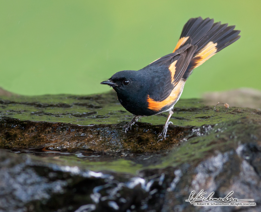 Wildlife Photography Gallery Image
