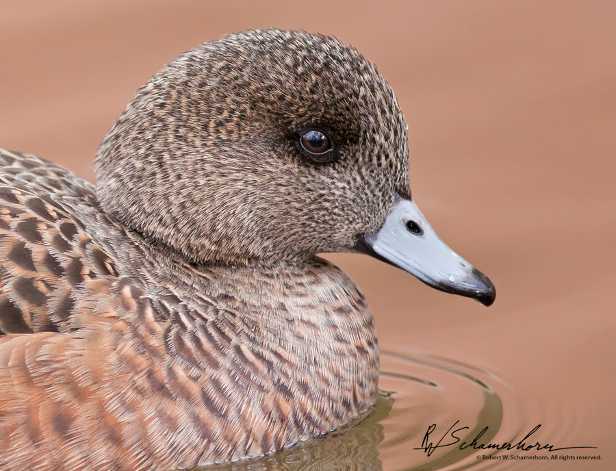 Wildlife Photography Galery Image