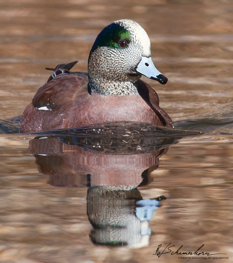 Wildlife Photography Galery Image
