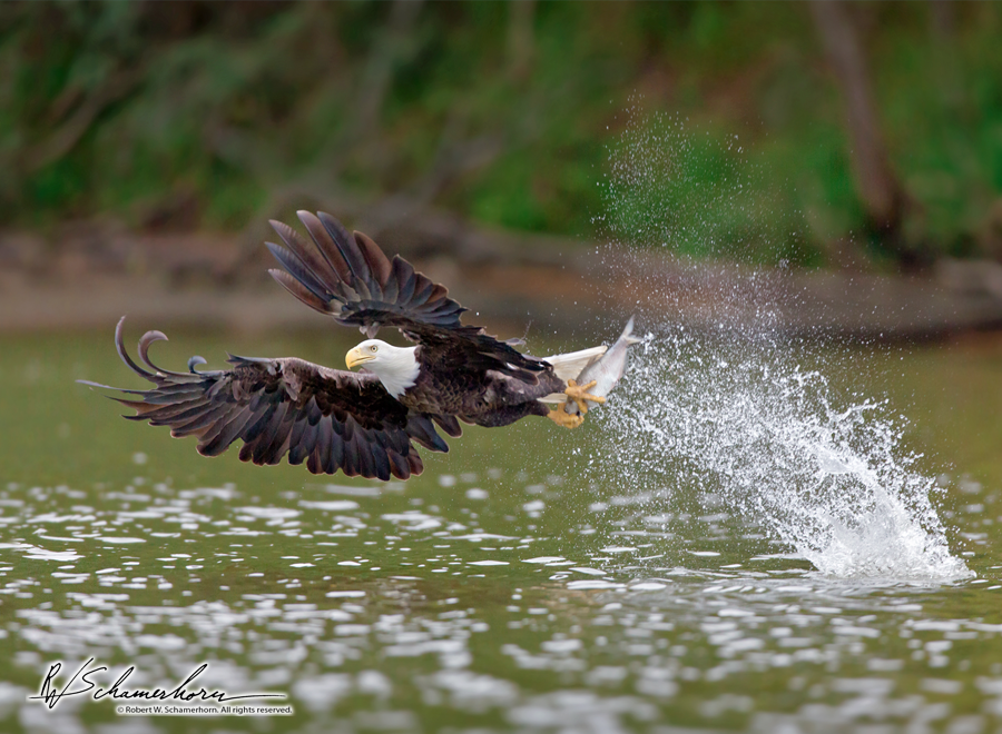 Wildlife Photography Galery Image