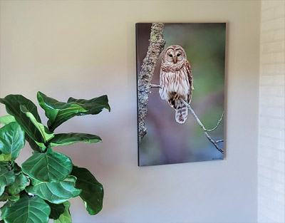 Wildlife Photography Galery Image