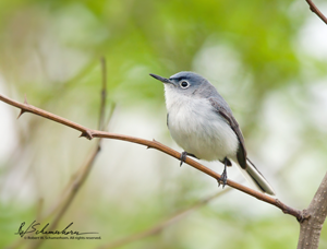 https://www.iphotobirds.com/GalleryBirds/Blue-grayGnatcatcher/SpeciesImages/species2Th.png