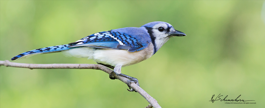 Wildlife Photography Galery Image