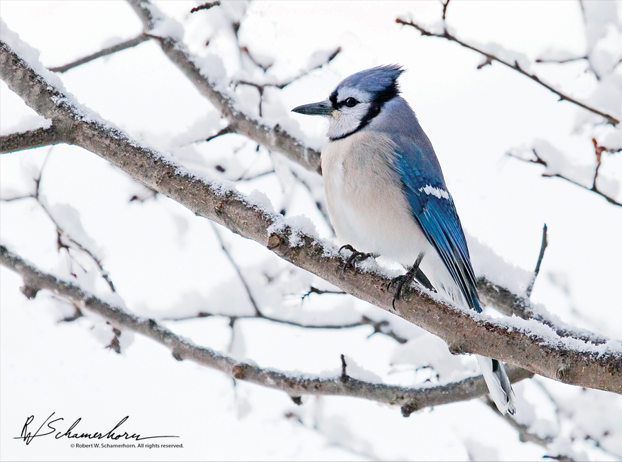 Wildlife Photography Galery Image