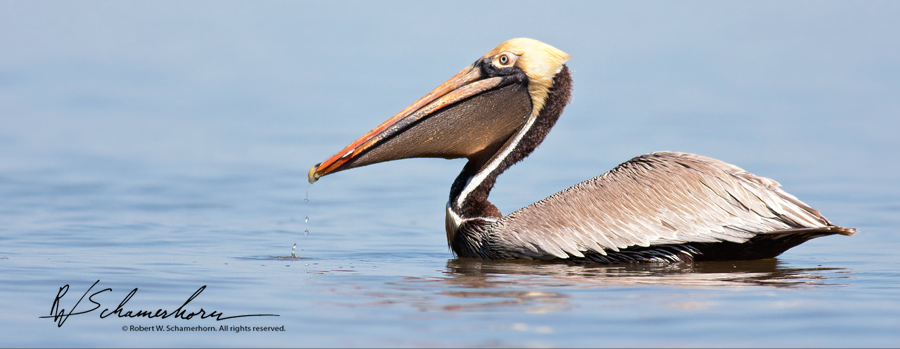 Wildlife Photography Galery Image