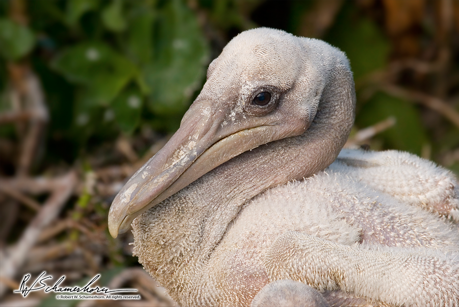 Wildlife Photography Galery Image