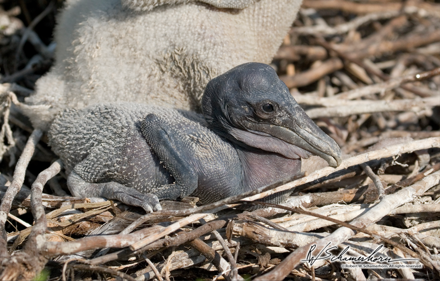 Wildlife Photography Galery Image