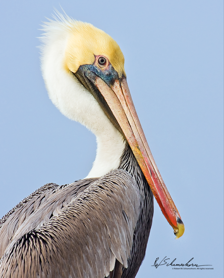 Wildlife Photography Galery Image