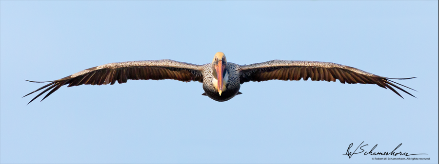 Wildlife Photography Galery Image