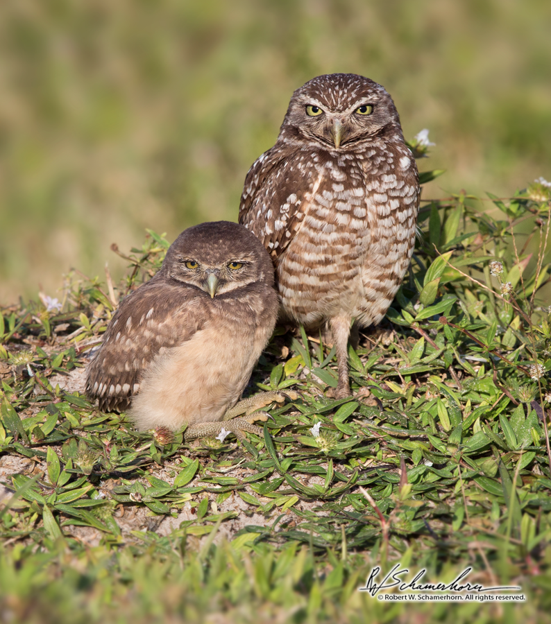 Wildlife Photography Gallery Image