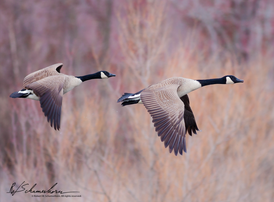 Wildlife Photography Galery Image