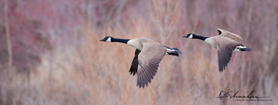 Wildlife Photography Galery Image