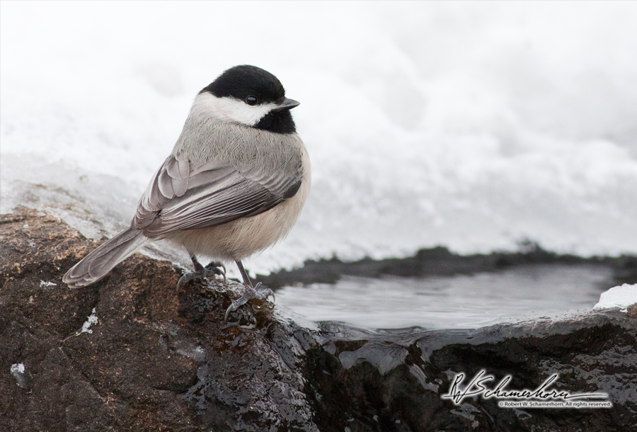 Wildlife Photography Galery Image