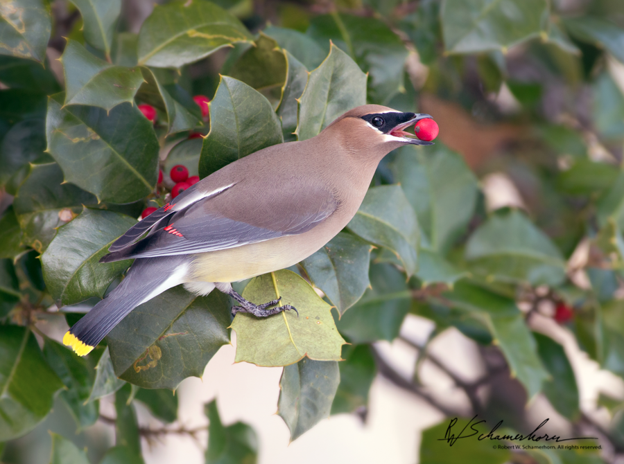 Wildlife Photography Galery Image