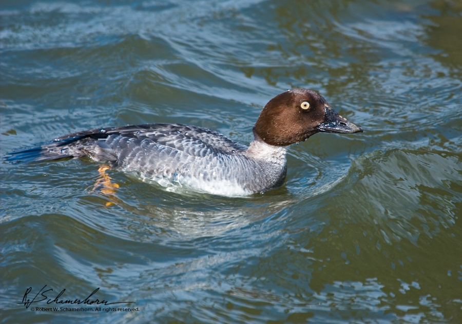 Wildlife Photography Gallery Image