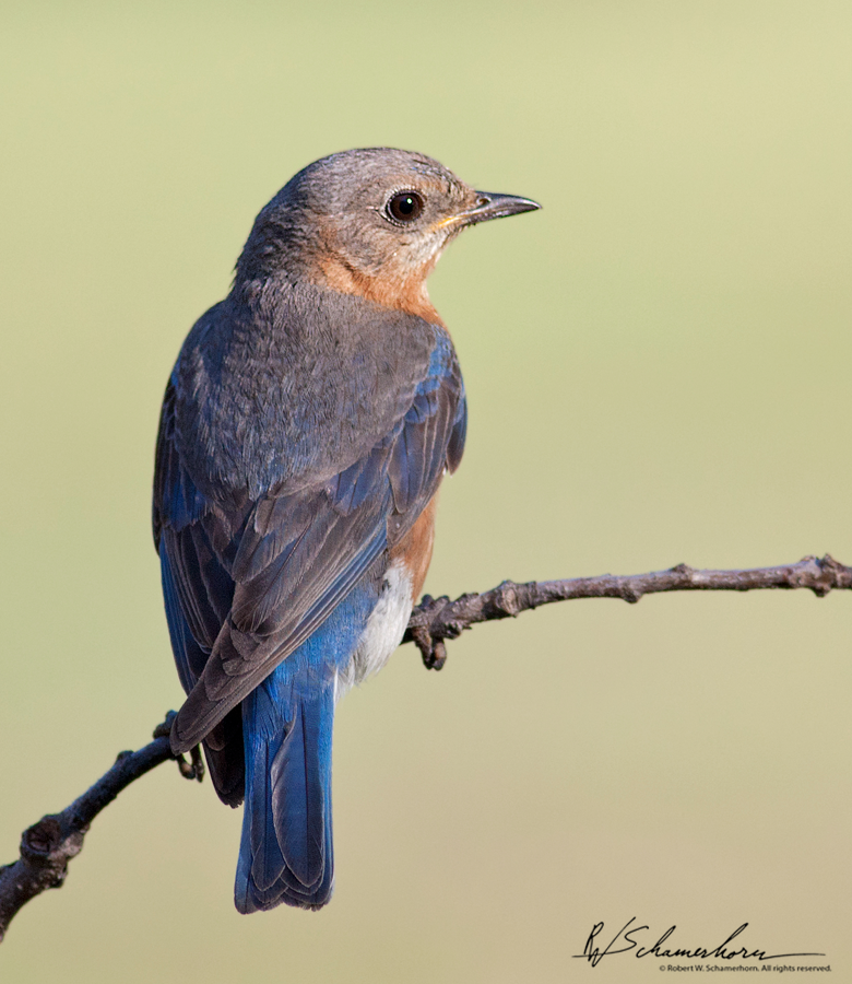 Wildlife Photography Galery Image