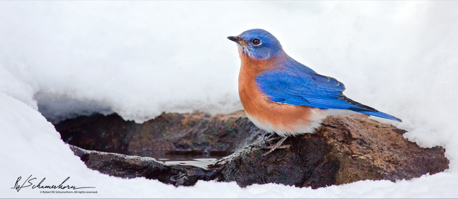Wildlife Photography Galery Image