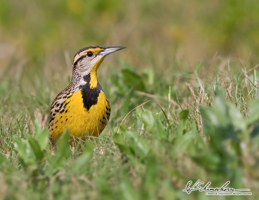 Wildlife Photography Galery Image