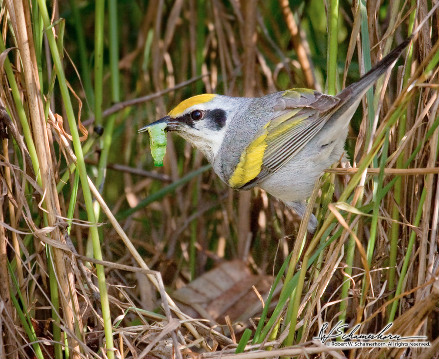 Wildlife Photography Gallery Image