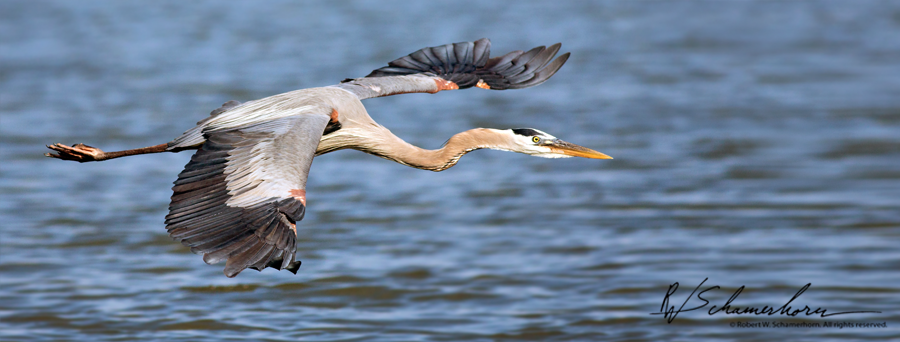 Wildlife Photography Galery Image