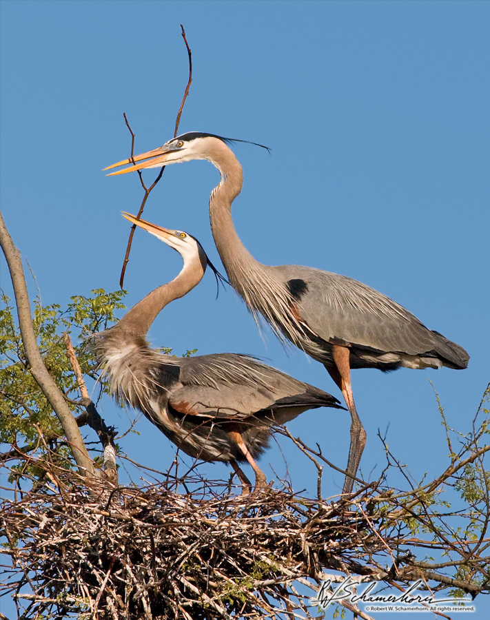 Wildlife Photography Galery Image