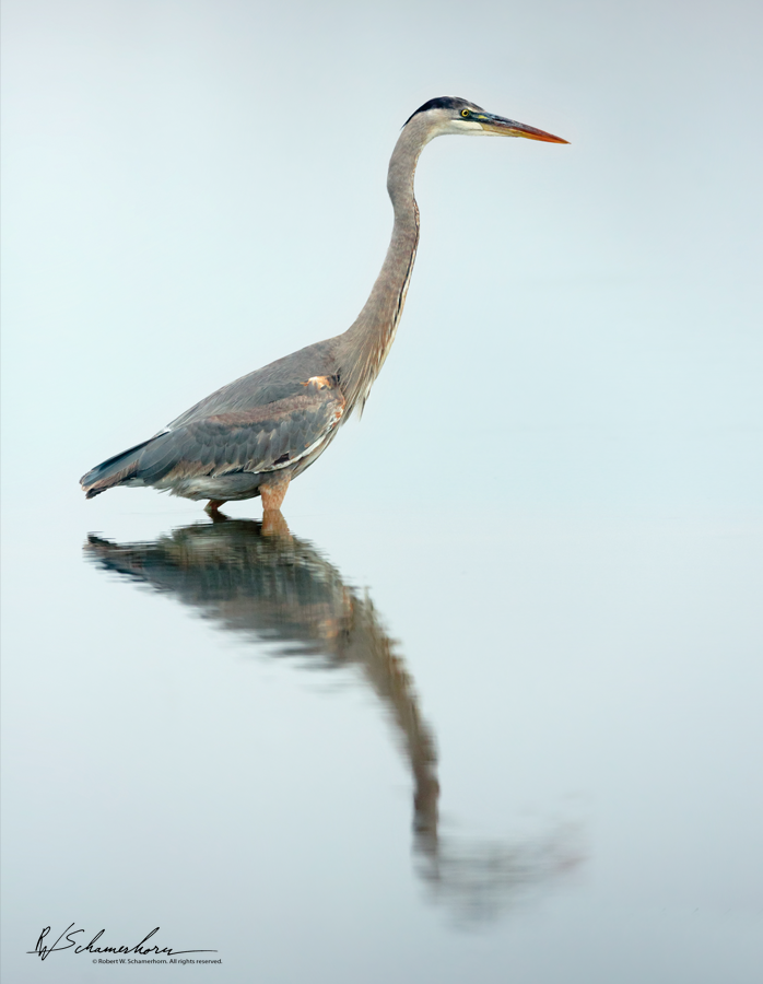 Wildlife Photography Galery Image