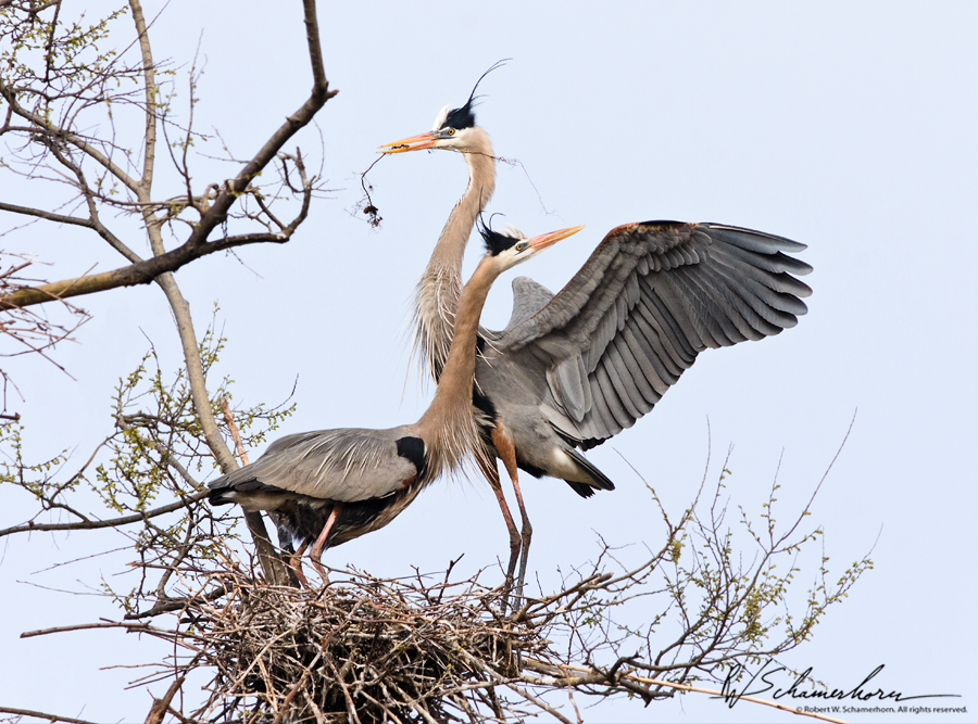 Wildlife Photography Galery Image