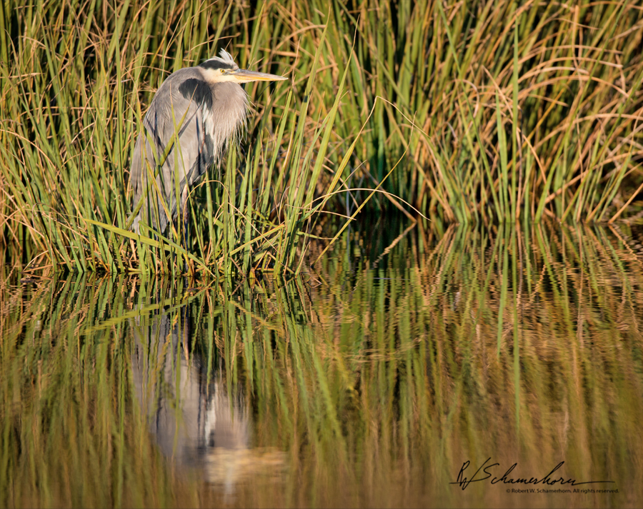 Wildlife Photography Galery Image