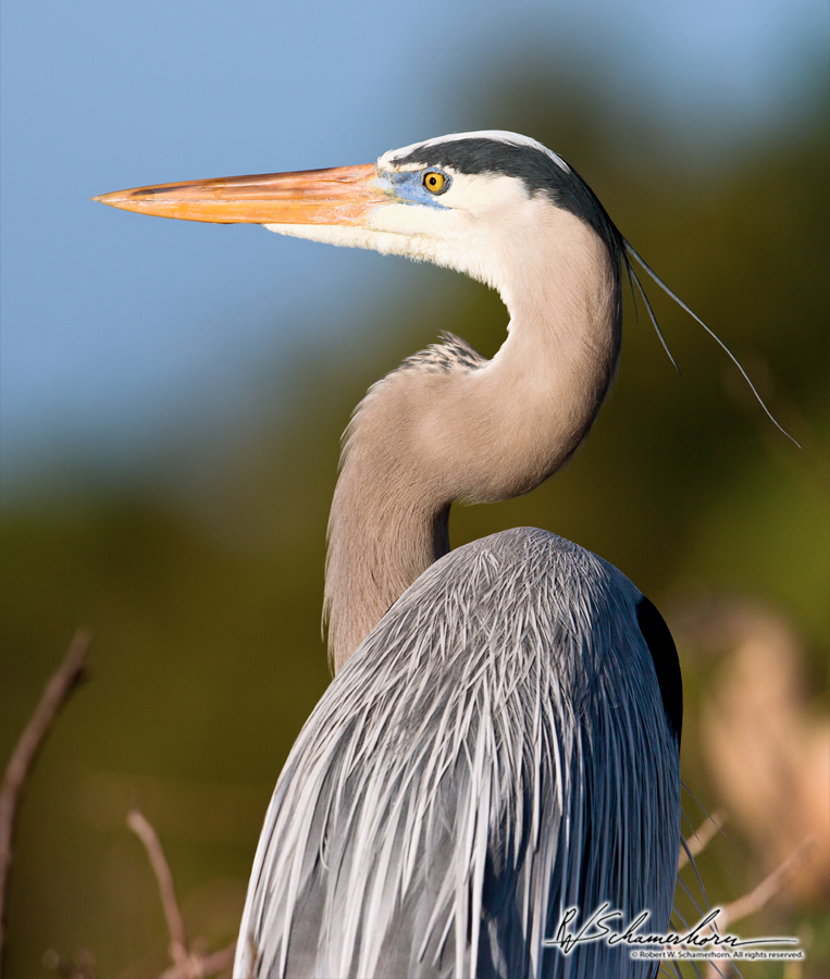 Wildlife Photography Galery Image