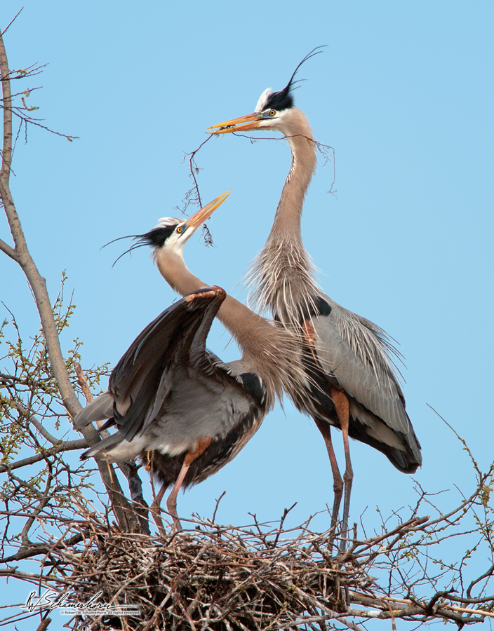 Wildlife Photography Galery Image