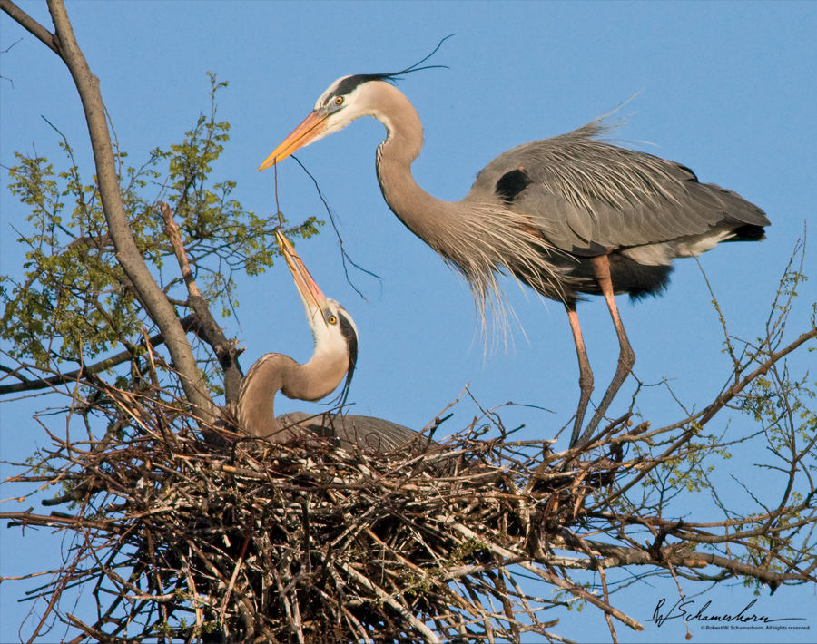 Wildlife Photography Galery Image