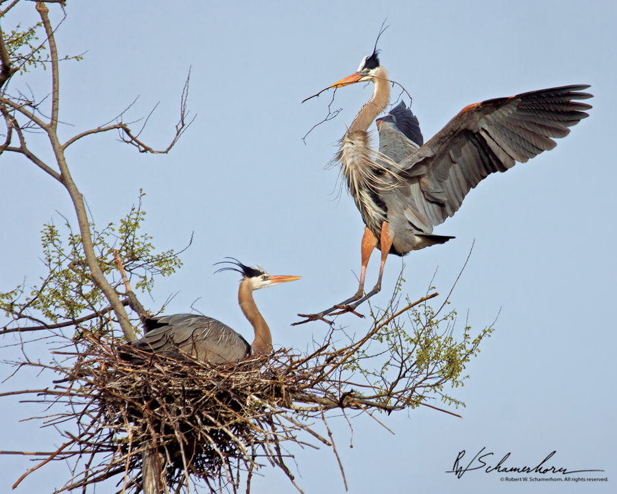 Wildlife Photography Galery Image