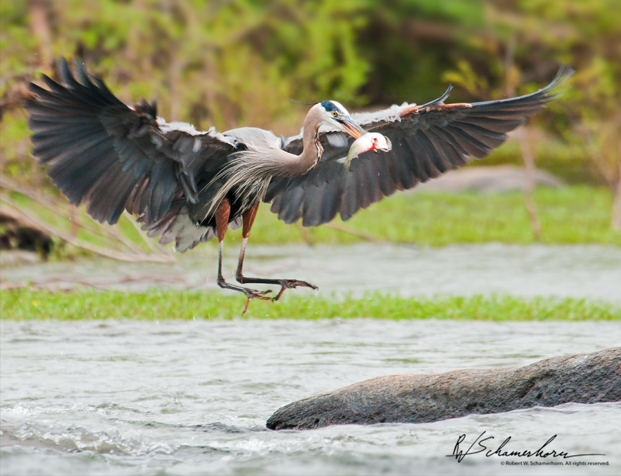 Wildlife Photography Galery Image