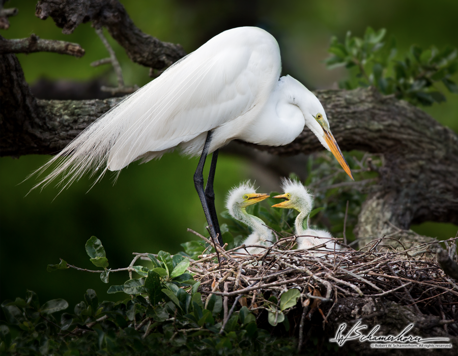 Wildlife Photography Galery Image