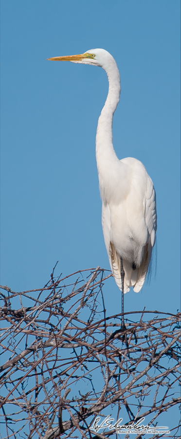 Wildlife Photography Galery Image