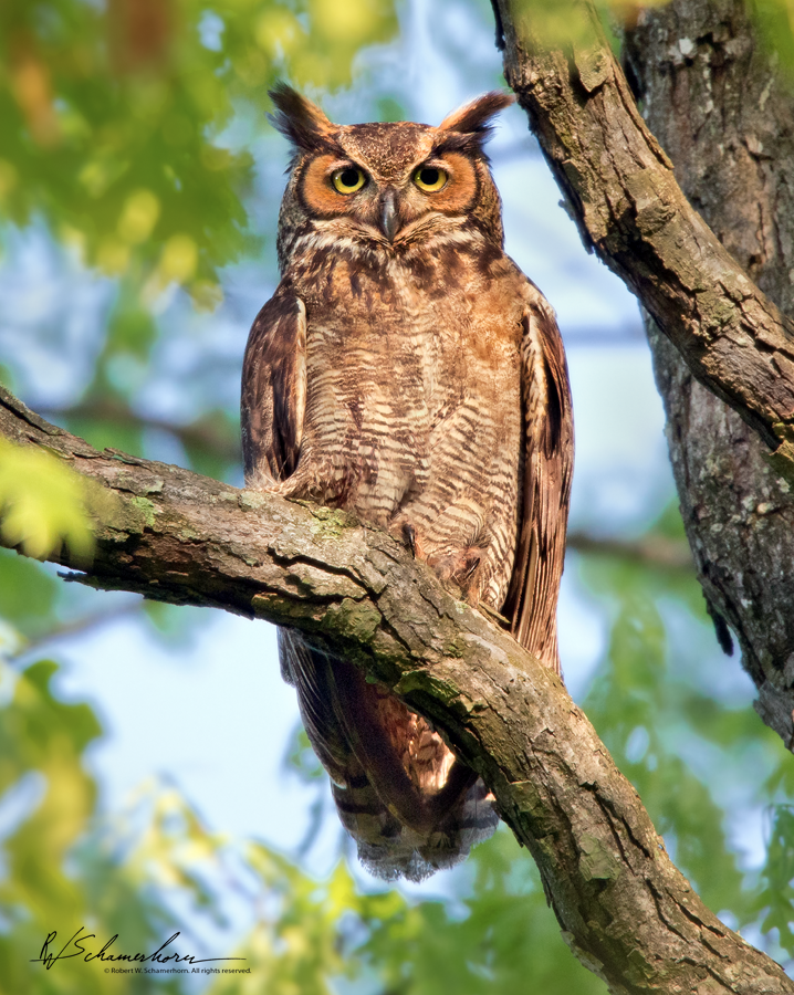 Wildlife Photography Galery Image