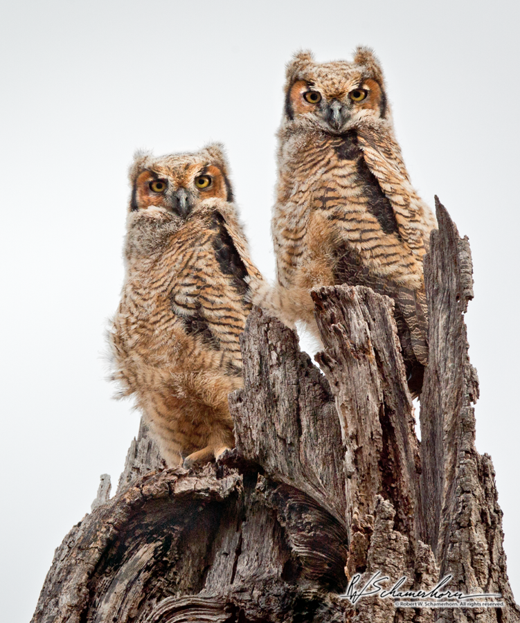 Wildlife Photography Galery Image