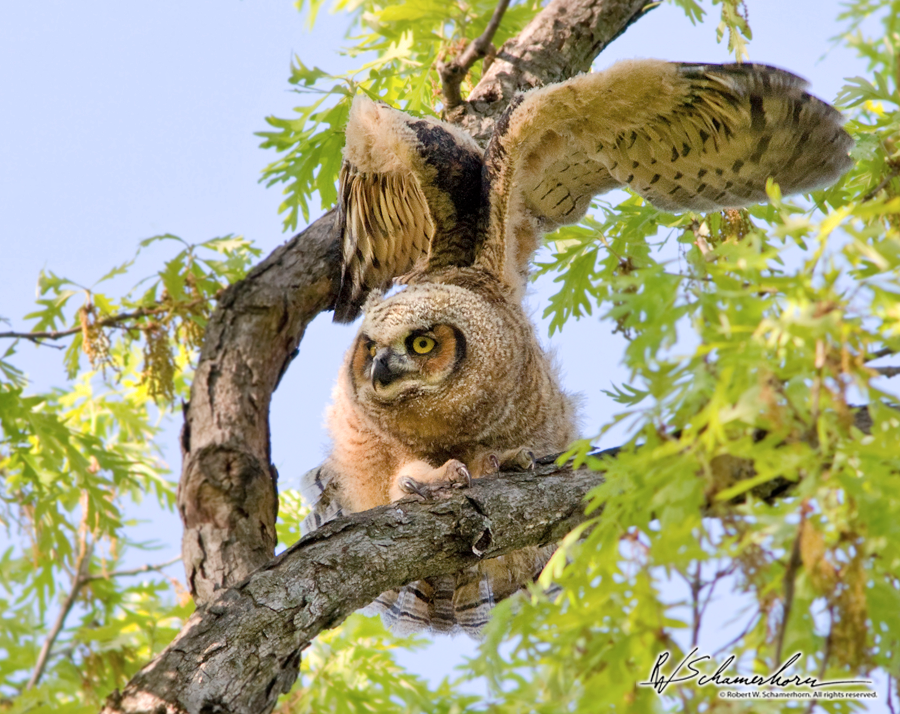 Wildlife Photography Galery Image