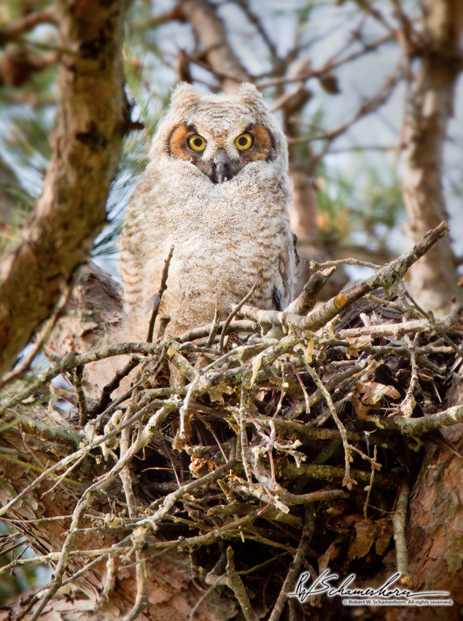 Wildlife Photography Galery Image