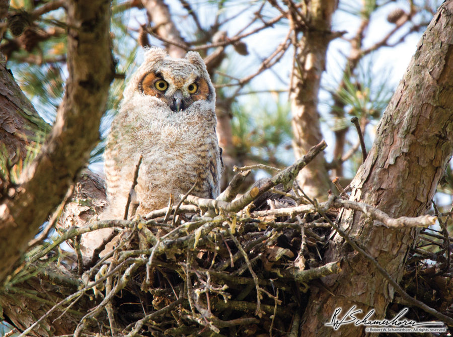 Wildlife Photography Galery Image