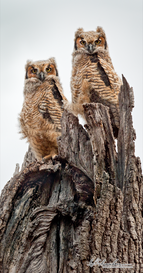 Wildlife Photography Galery Image