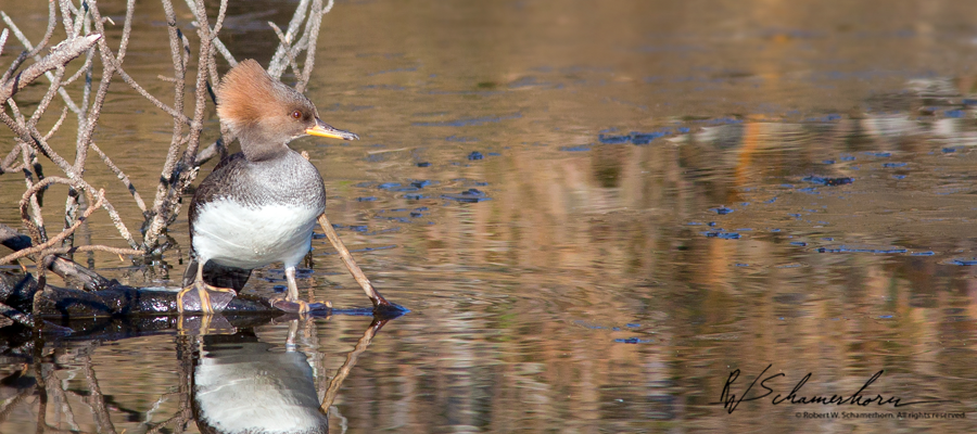 Wildlife Photography Galery Image