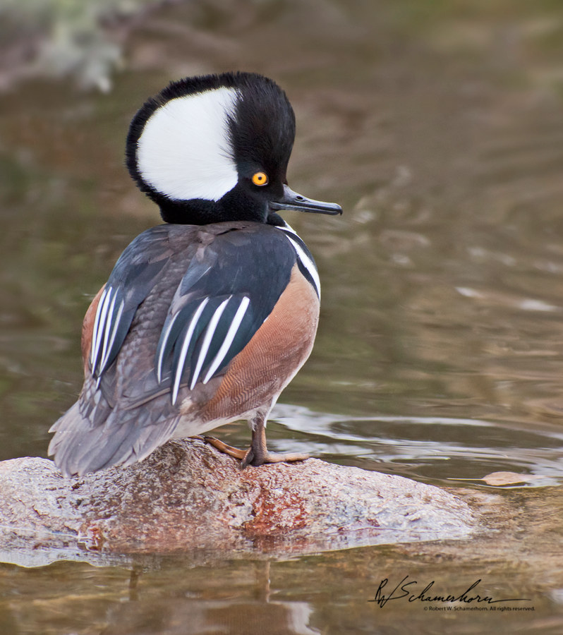 Wildlife Photography Galery Image